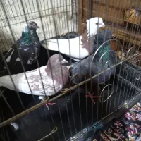 3 نیک ماده صید شده