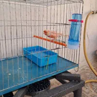 قناری نر پرتغالی|پرنده|بهار, |دیوار