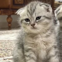 اسکاتیش تبی|گربه|سمنان, |دیوار