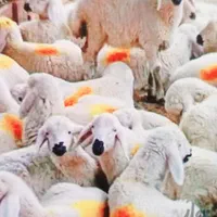 بره سفید عرضه بهداشتی گوسفند نر پلاکدار بهداشتی|حیوانات مزرعه|مشهد, آبکوه|دیوار