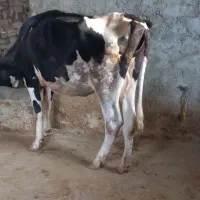 گاو جوان