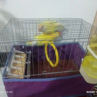 طوطی برزیلی رنگ خاص|پرنده|بم, |دیوار