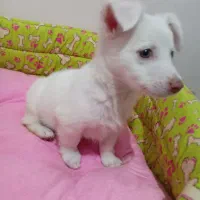توله شیتزو اشپیتز 80 روزه|سگ|مشهد, امین آباد|دیوار