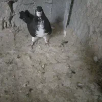 کفتر شهری سیاه دم تخت نر