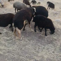 قوچ|حیوانات مزرعه|زاغه, |دیوار