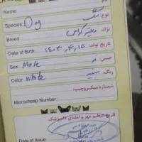 واگذاری|سگ|مشهد, یاس|دیوار