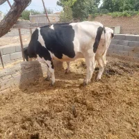 تلیسه ابستن سر سینه
