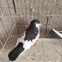 کبوتر کفتر شهری یال دم تخت خال