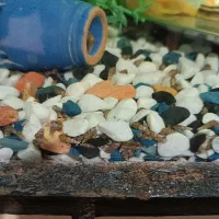 حلزون رامشون