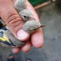 جوجه سهره کرمونی