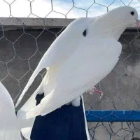 کفتر کبوتر دم سیاه