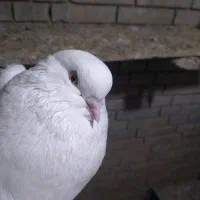 کبوترزینتی خشکل جفتی ونروماده