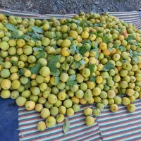 ههرمه ناسکه، جوان، عمده و کیلویی|خوردنی و آشامیدنی|آرمرده, |دیوار