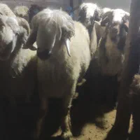 بره پرواری|حیوانات مزرعه|دهدشت, |دیوار