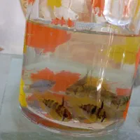 رامیزی مولد|ماهی|رباطکریم, نصیرشهر|دیوار