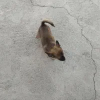 توله سگ ژرمن