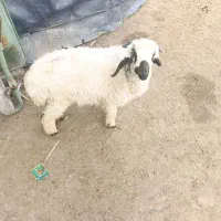 فروش بره نر جاسک (یکدار)