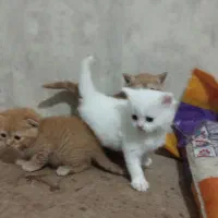 پرشین گلد -اسکاتیش کارامل،پرشین سفید