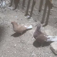 کفتر کبوتر|پرنده|نیشابور, مبارکه|دیوار