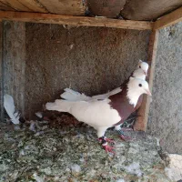 کفتر طوقی|پرنده|تربت‌حیدریه, ۴۵ متری|دیوار