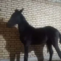 فروش کره مادیان مشکی عرب