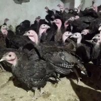 بوقلمون برنزانگلیس  بوقلمون بیوتی