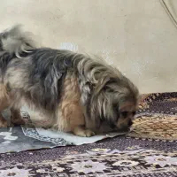 توله نژاد پکنیز