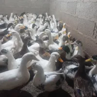 اردک پکنی سنگین