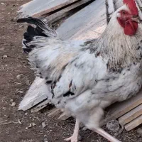 گلین مرغ و خروس|حیوانات مزرعه|ماهدشت, |دیوار