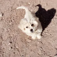 سگ شیتزو|سگ|سرایان, |دیوار