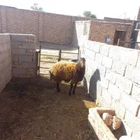 بره ماده|حیوانات مزرعه|نیشابور, ریوند|دیوار