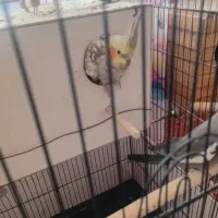 فروش عروس هلندی مولد