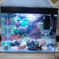 آکواریوم همره ۴ تا ماهی پمپ المنت لامپ پمپ تصویه