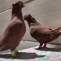 کفتر سرخ دم سفید