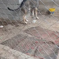سگ پژدر