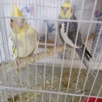 سلام یک دوچرخه سوار