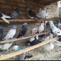 کبوتران غریب کشی بابل|پرنده|جویبار, |دیوار