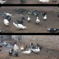 تخم اردک خارجی