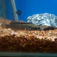 ماهی چانا بلو پالچرا