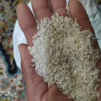 برنج عنربو تازه ... خوش پخت