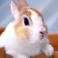 یک عدد خرگوش ماده قهوه‌ای روشن