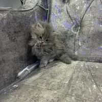 گربه پرشین ۲ ماهه|گربه|فولادشهر, مسکن مهر فولادشهر|دیوار