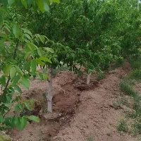 زمین-کشاورزی-سیرو