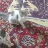 واگذاری بچه گربه بازی گوش دوماهه خانگی