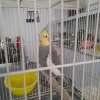 عروس هلندی|پرنده|مشهد, تلگرد|دیوار