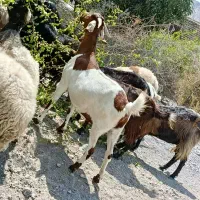 چن راس بز عالی|حیوانات مزرعه|بندرعباس, |دیوار