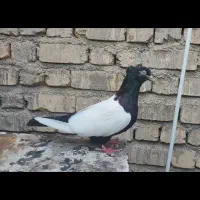 کفتر کبوتر ماده|پرنده|شیراز, شهرک پرواز|دیوار