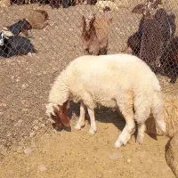 بره قوچ سنجابی اصیل( کاور ورن )