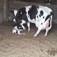 به نیروی ساده وکارشناس علوم دامی جهت کار درگاوداری