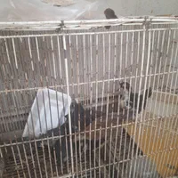 نوچهگلینزیرمرغیازجوجگیخودمبزرگکردم